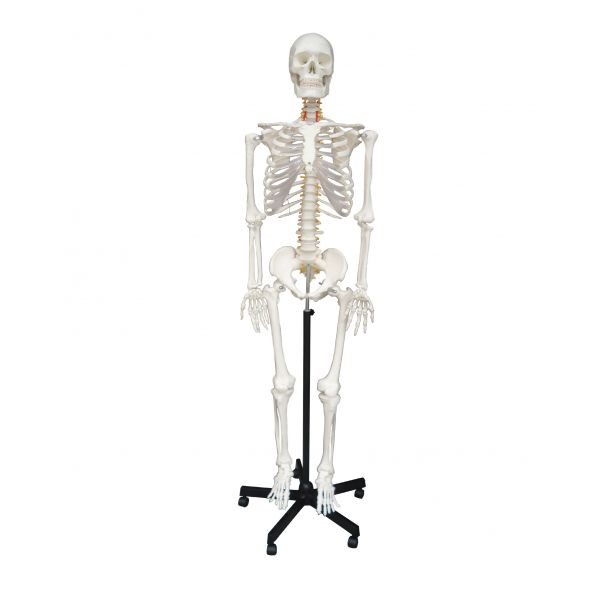 mythologie leugenaar Vertrek naar Anatomisch Model – Skelet | Stethoscoop Specialist