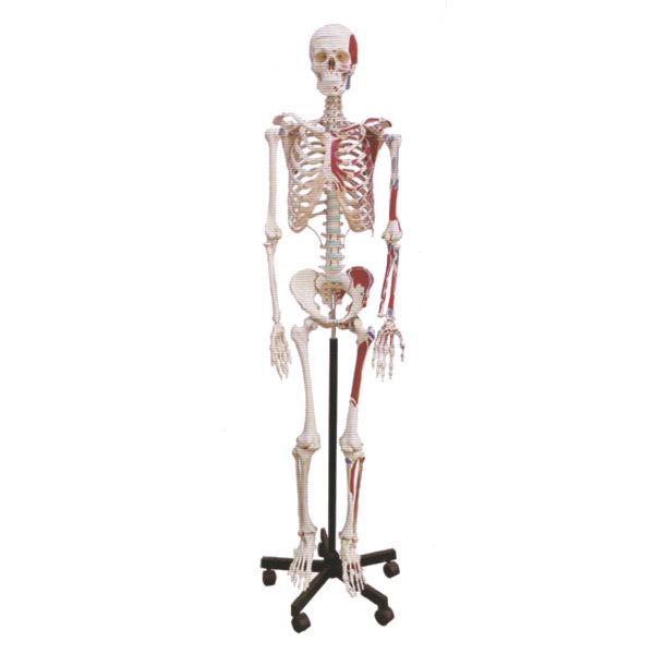 Voorbijgaand gazon Gluren Anatomisch Model – Skelet met spierinserties | Stethoscoop Specialist